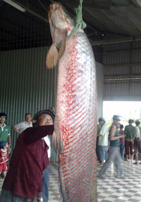 Bắt được cá rồng nặng gần 60kg - Giáo dục Việt Nam