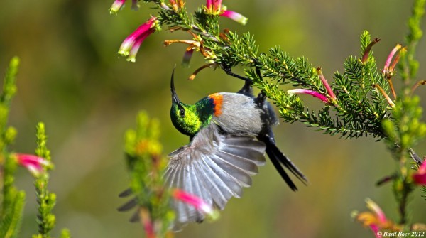 Chiêm ngưỡng vẻ đẹp của các loài chim hoang dã - Giáo dục Việt Nam